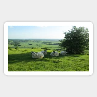 Sheep Relaxing on a Hilltop Sticker